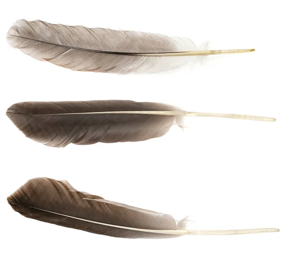 Natural bird feathers isolated on a white background. pigeon and