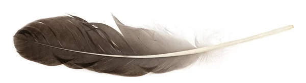 Natural Bird Feathers Isolated White Background Big Goose Feathers — 스톡 사진