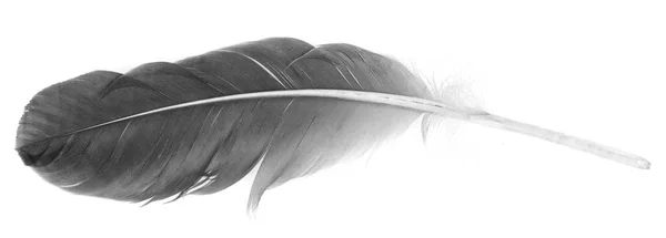 Beyaz Arka Planda Izole Edilmiş Doğal Kuş Tüyleri Siyah Büyük — Stok fotoğraf