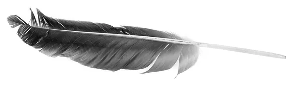 白い背景に鳥の羽が孤立している 黒ガチョウの羽 — ストック写真