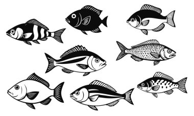 Siyah-beyaz vektör tarzında çeşitli balık türleri, detaylı su hayvanlarının çizimleri, balıkçılık tasarımı, deniz yaban hayatı sanatı, balık vektörü, deniz hayatı, su altı illüstrasyonu