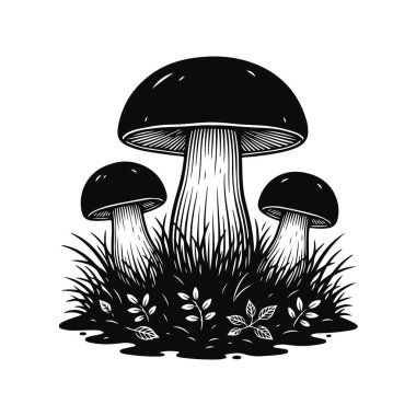 Vector illustration of mushrooms growing in the grass. Forest mushrooms, wild mushrooms, nature illustration, meadow, botanical design