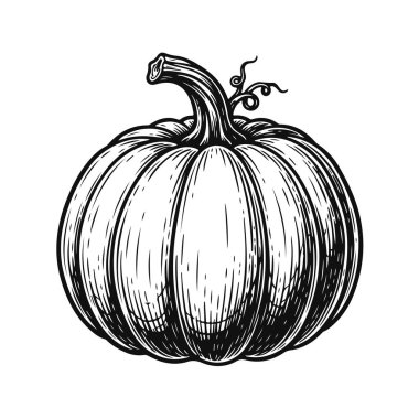 Pürüzsüz eğriler ve tanımlanmış segmentlerle temiz vektör tarzında balkabağı. balkabağı sebzesi, portakal kabağı, sonbahar hasadı, çiftlik ürünü, sağlıklı yiyecek.