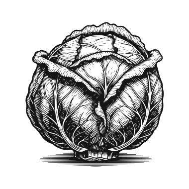 Katmanlı yaprakları ve pürüzsüz yeşil hatları olan temiz vektör tarzı lahana. Yeşil lahana, taze sebze, organik lahana, lahana ikonu, sağlıklı yiyecek.