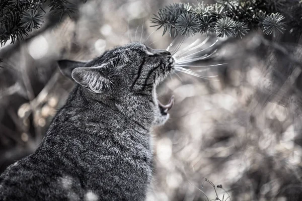 Černá Bílá Kočka Portrét Garde — Stock fotografie