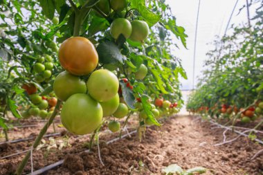 Olgunlaşmış domatesli bir dal homurdanır.