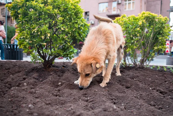 Chien Trouvant Nourriture Relaxant Sur Sol — Photo