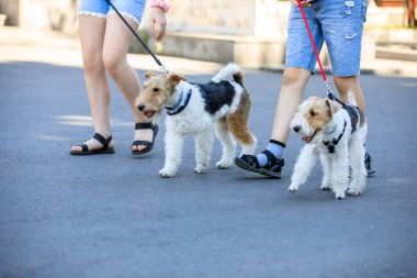 Caddedeki köpek tilki teriyeri.