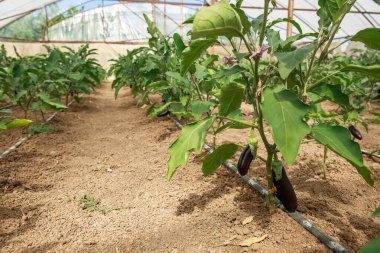 Koyu mor patlıcan, gardda yetişir.