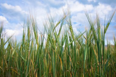 Mavi gökyüzünün altındaki arpa yeşili kulaklar