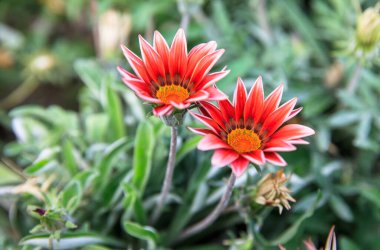 Gras 'nın yeşil arka planında portakal çiçeği