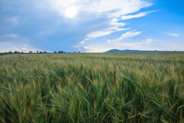 Mavi gökyüzünün altındaki arpa yeşili kulaklar