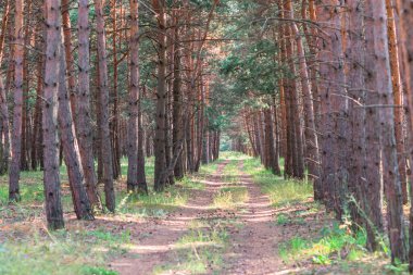 Ormandaki ağaçlar ve yollar