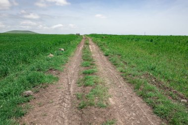 Yeşil tarla ve yol.
