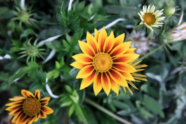 Sarı ve turuncu çiçekli.