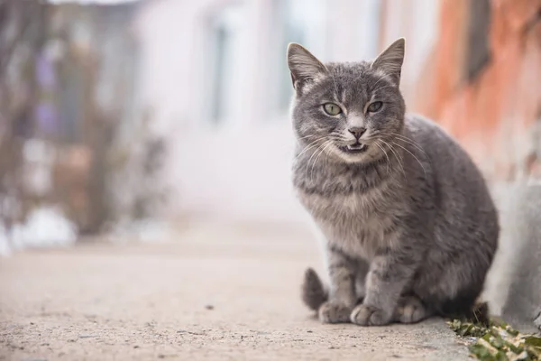Grey Cat Stree — стоковое фото