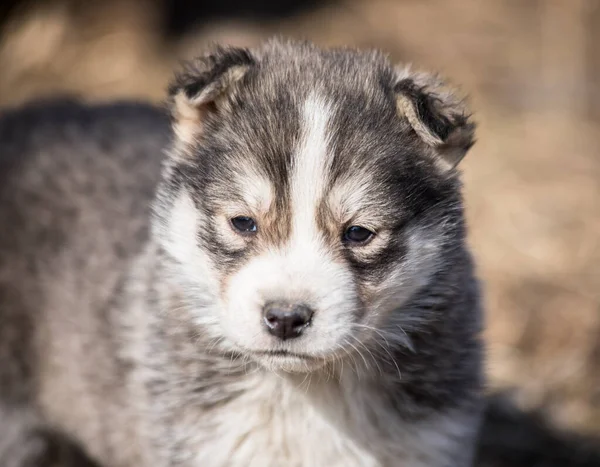 Üzgün Bir Sokak Köpeği Kameraya Bakar — Stok fotoğraf