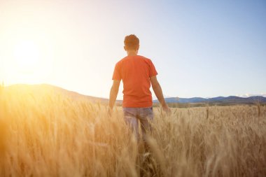 Adam gün batımında buğday tarlasında yürür.