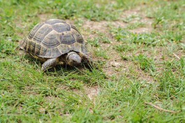 Bu Chucho (kaplumbağa)