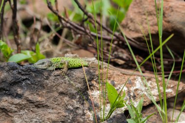 Yeşil kertenkele yaşam alanlarında