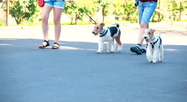 Nsanlar Köpeklerle Yürüyorlar — Stok fotoğraf