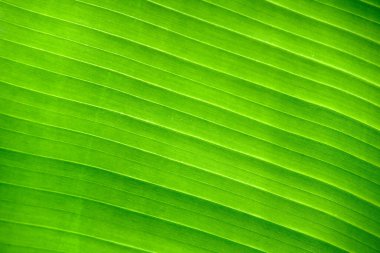 Yakından bakınca canlı yeşil rengi ve doğanın mükemmel tasarımını vurgulayan yeni bir muz yaprağının karmaşık paralel damar modelini ortaya koyuyor..