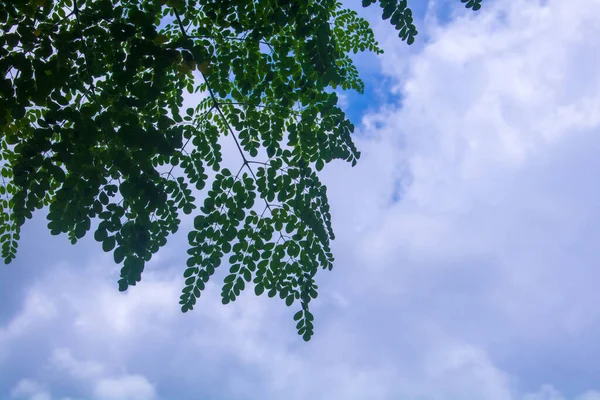 Moringa Bladeren Moringa Oleifera Lamk Natuurlijke Moringa Bladeren Blue Sky — Stockfoto