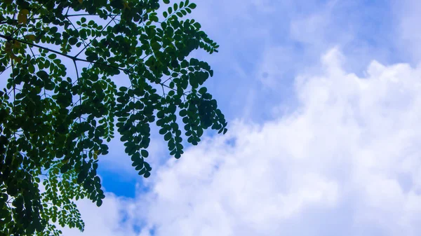 Moringa Bladeren Moringa Oleifera Lamk Natuurlijke Moringa Bladeren Blue Sky — Stockfoto