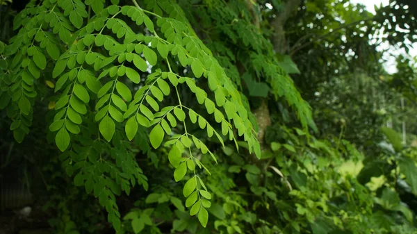 Verse Groene Moringa Bladeren Geneeskrachtige Plant Moringa Oleifera Lamk Natuurlijke — Stockfoto