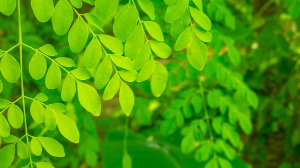Moringa Leaves Moringa Oleifera Lamk Natural Madicine Tree Moringa Leaves — Stock Photo, Image