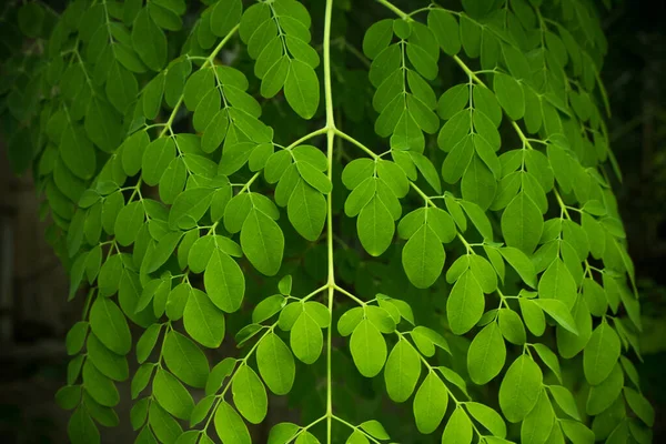 Moringa Leaves Moringa Oleifera Lamk Natural Madicine Tree Moringa Leaves — Stock Photo, Image