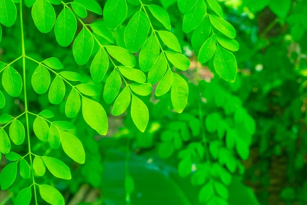 Moringa Leaves Moringa Oleifera Lamk Natural Moringa Leaves Green Background — Stock Photo, Image