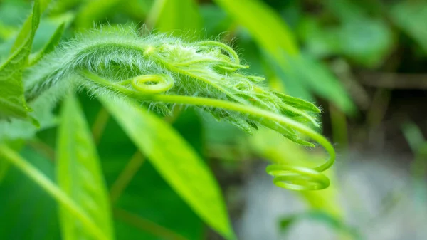 Pointed Ground Seine Gebräuchlichen Namen Sind Flaschenkürbis Eng Alabu Sanskrit — Stockfoto