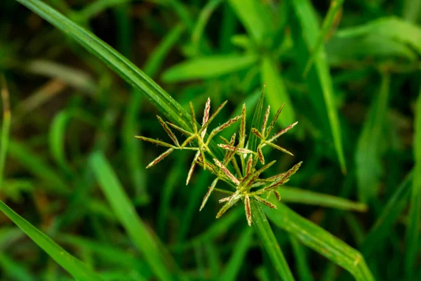 Zielonym Polu Kwiaty Trawy Narażone Działanie Światła Natury — Zdjęcie stockowe