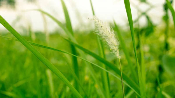 Campo Hierba Verde Puede Utilizar Como Fondo — Foto de Stock