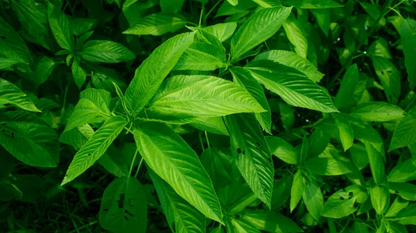 Jute Leaves Also Known Saluyot Ewedu Lalo Depending Region Being — Stock Photo, Image