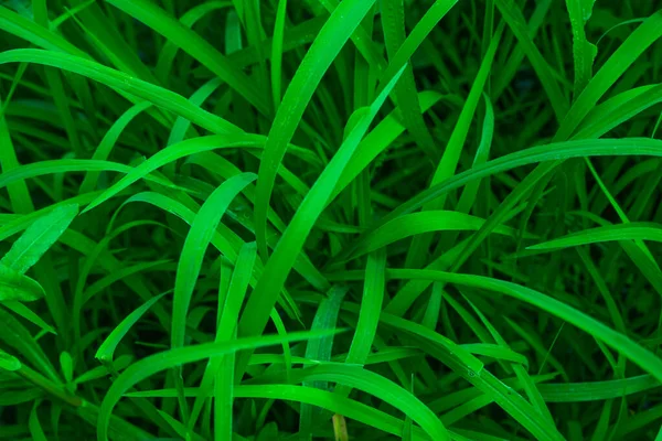 Grüne Laubwiese Großes Gras Kann Als Hintergrund Verwendet Werden — Stockfoto