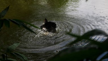 Ördek oyununun berrak sulardaki doğası sanatsal bir zemin yarattı..