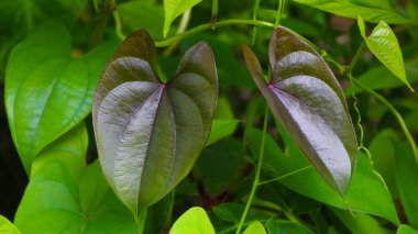Güzel Ağaç Patates yaprakları. Dioscorea alata, Dioscoreaceae (mati alu pata), mor yer elması, daha büyük yer elması, Guyana ok kökü, on aylık yer elması, su yer elması, beyaz tatlı patates, kanatlı tatlı patates..