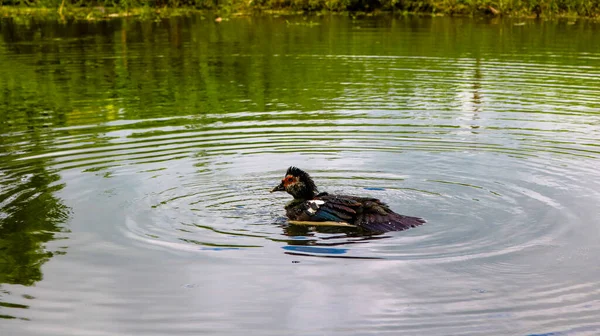 Die Natur Des Entenspiels Klaren Wasser Hat Einen Künstlerischen Hintergrund — Stockfoto