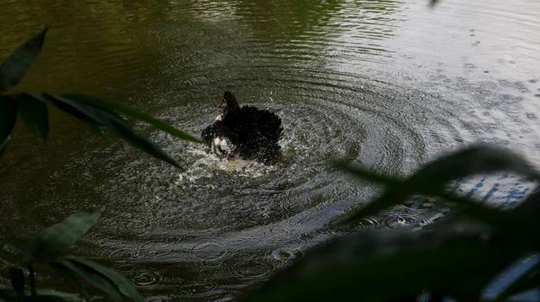 Ördek oyununun berrak sulardaki doğası sanatsal bir zemin yarattı..