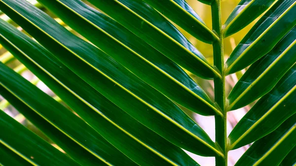 Zelený Stonek Kokosové Listy Pozadí Listy Kokosových Stromů — Stock fotografie