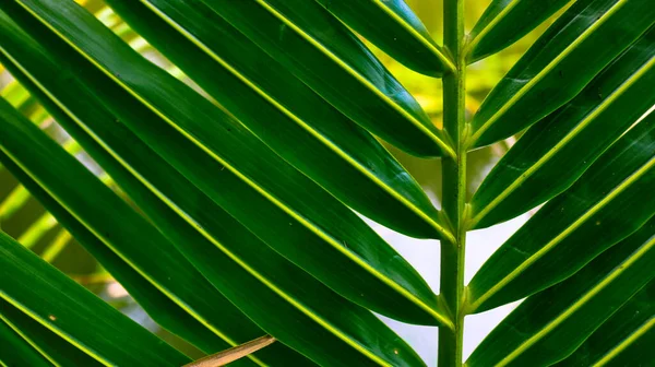 Zelený Stonek Kokosové Listy Pozadí Listy Kokosových Stromů — Stock fotografie