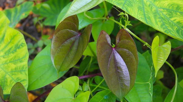 Beautiful Tree Potato Leaves Name Dioscorea Alata Dioscoreaceae Mati Alu — Stock Photo, Image