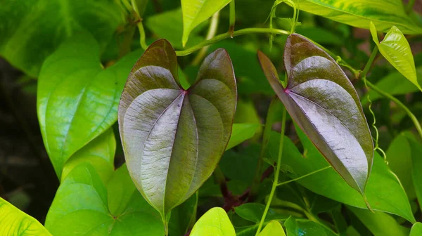 Beautiful Tree Potato Leaves Name Dioscorea Alata Dioscoreaceae Mati Alu — Stock Photo, Image