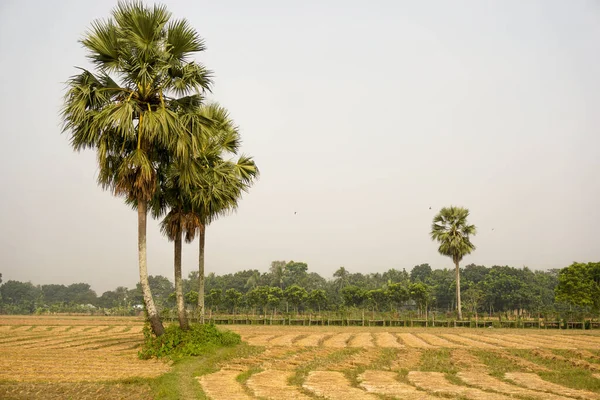 Cortando Arroz Tierra Hermoso Paisaje Los Campos Arroz Agrícola Bangladesh — Foto de Stock