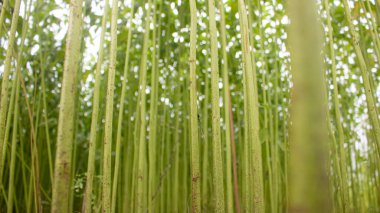 Alan jüt dolu. Ayarlanmış kenevir sıraları. Görüntüler yüksek çözünürlüklü. Aynı zamanda doku olarak da kullanılabilir..
