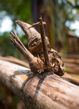 Bambu düğümünün yakın plan görüntüsü. Arkaplan resmi olarak kullanılabilir.