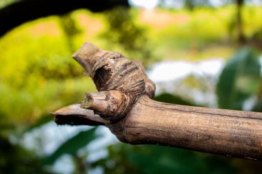 Bambu düğümünün yakın plan görüntüsü. Arkaplan resmi olarak kullanılabilir.