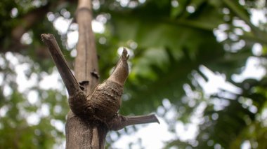 Bambu düğümünün yakın plan görüntüsü. Arkaplan resmi olarak kullanılabilir.